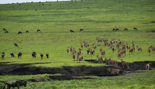 【地球絶景紀行 シーズン1】エピソード20「果てしない平原 セレンゲティ国立公園（タンザニア）」のロケ地・スポット